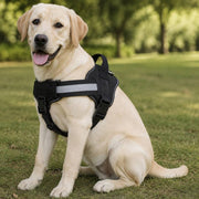 PawStars V31 | black | vue studio 4
