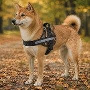 PawStars V31 | fallen-leaves | vue studio 4