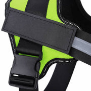 PawStars V31 | green | vue studio 3