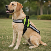 PawStars V31 | green | vue studio 4