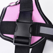 PawStars V31 | pink | vue studio 3