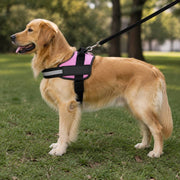 PawStars V31 | pink | vue studio 4