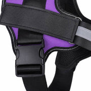 PawStars V31 | purple | vue studio 3