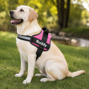 PawStars V31 | rose-red | vue studio 4