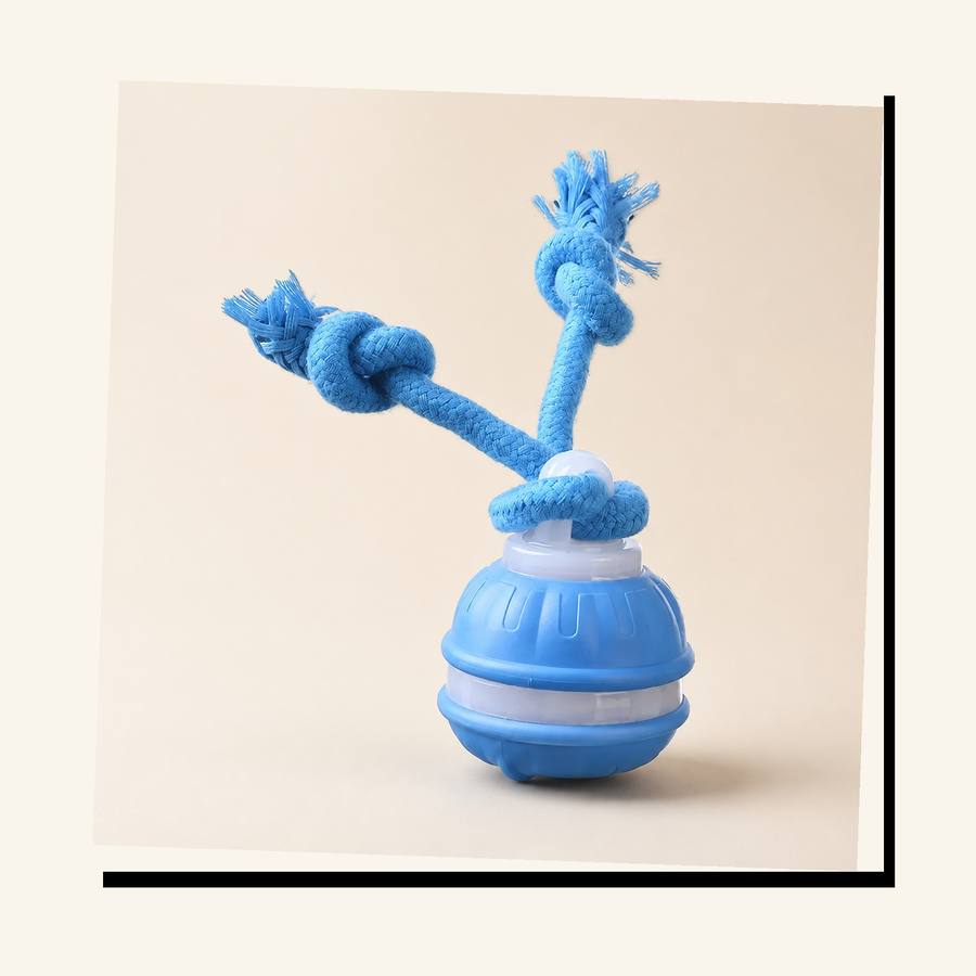 PawStars V31 | blue-small | vue studio 3