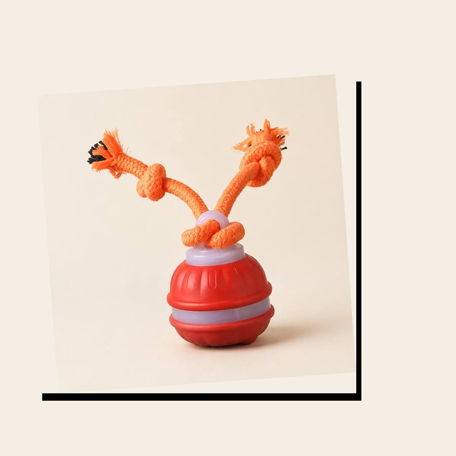 PawStars V31 | orange-small | vue studio 4
